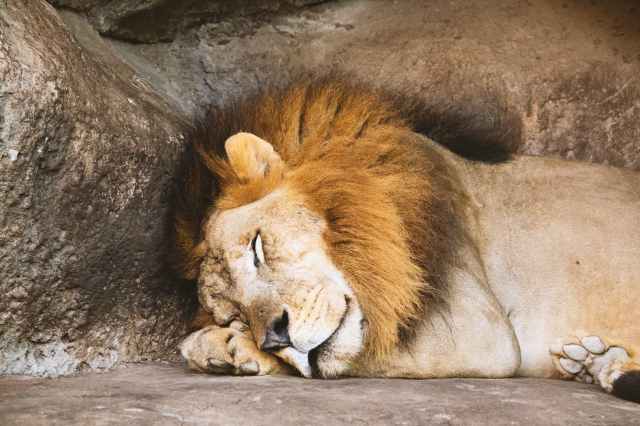 lion sleeping beside rock